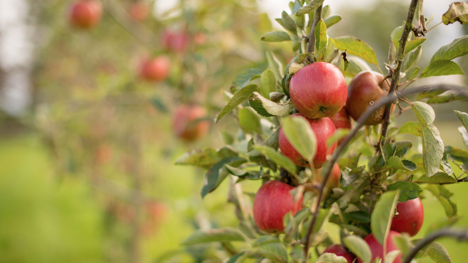 apple tree